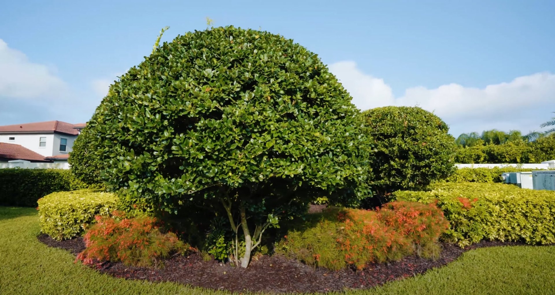 Professionally maintained shrubs and trees with perfect shaping