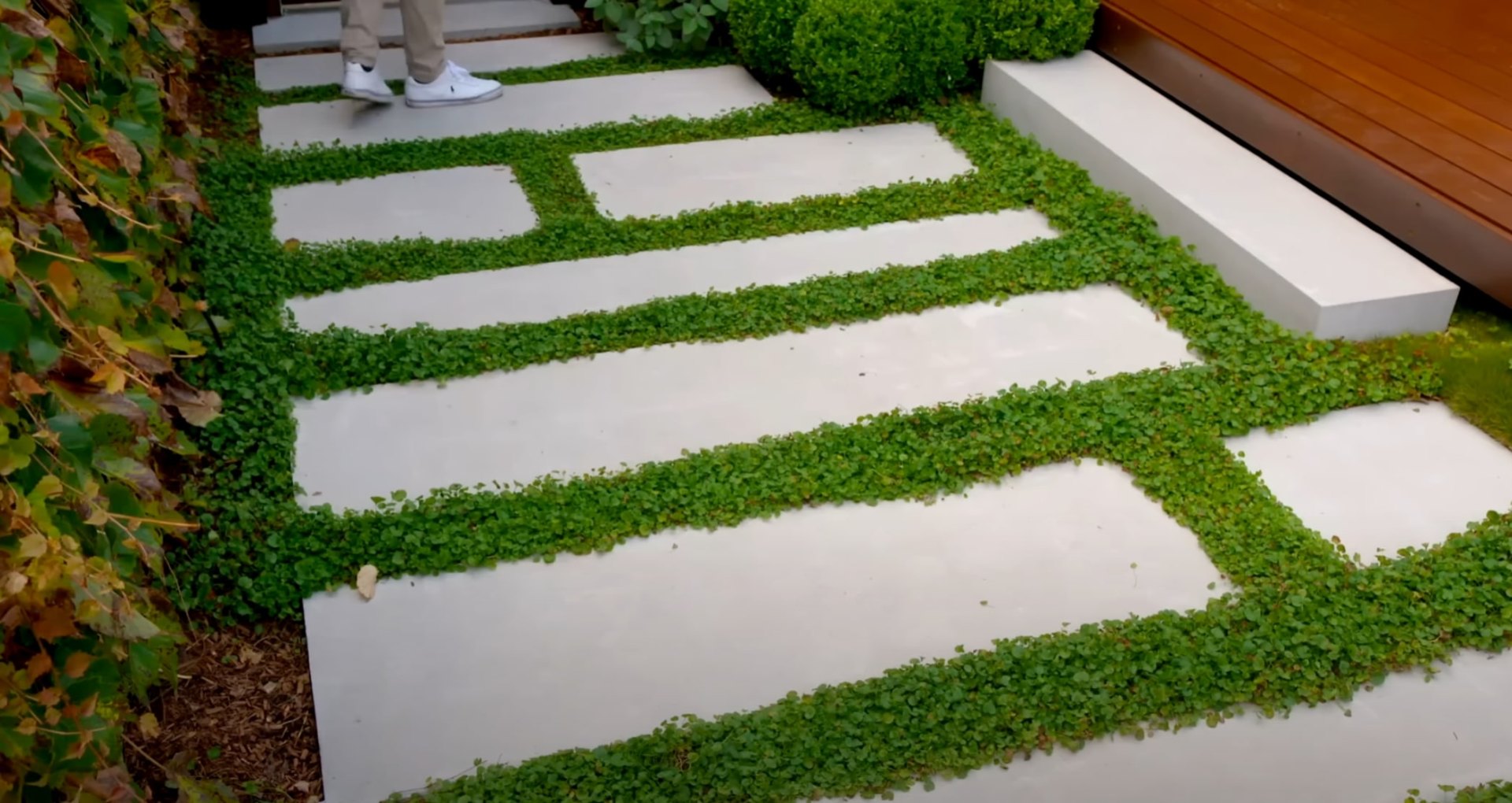Modern walkway with concrete pavers and ground cover