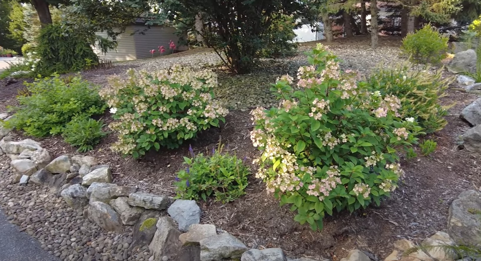 Beautiful landscaped garden with hydrangeas and stone border