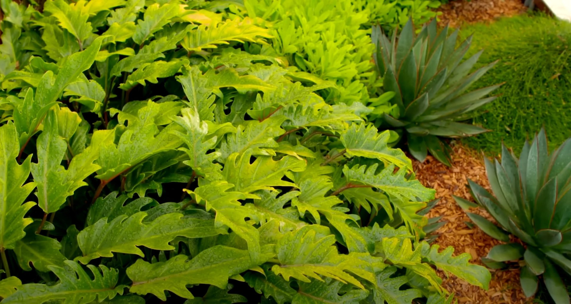Lush garden design featuring various green plants and natural textures